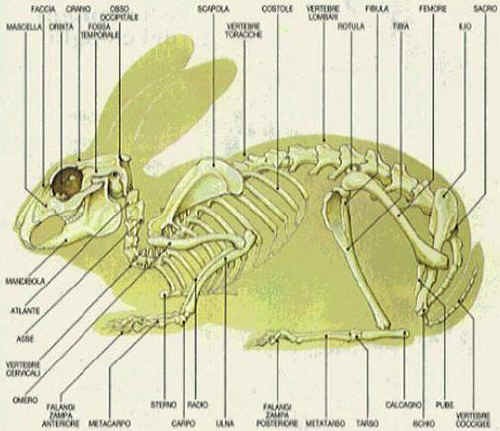 Carcassa da identificare. Probabile Lagomorfo.